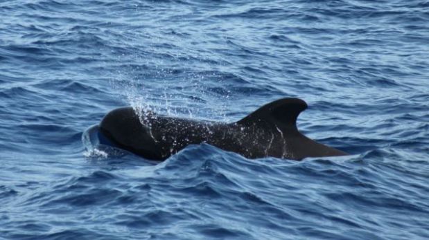 Cetáceos emiten chasquidos sonoros para hallar presas a más de mil metros