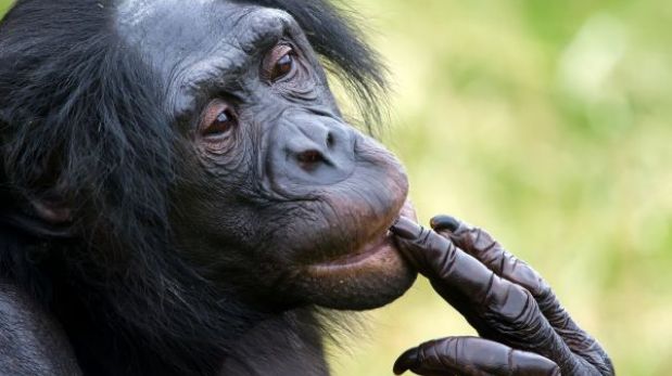 El atractivo sexual de las hembras bonobos, clave para dominar a los machos