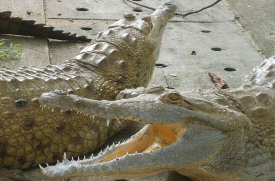 El cocodrilo del Orinoco recupera su hábitat silvestre en Colombia