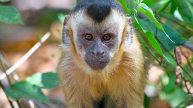 Brasil: miles se oponen a liberación de mono en peligro de extinción