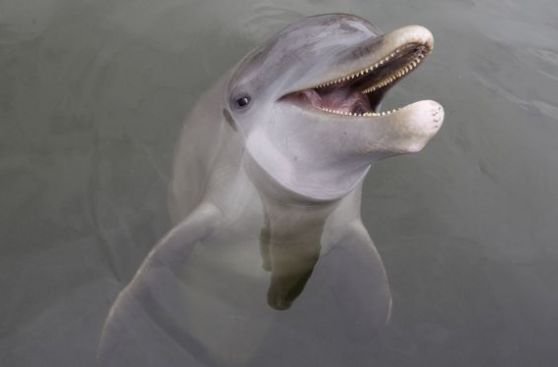 Delfines resuelven problemas como humanos, según estudio