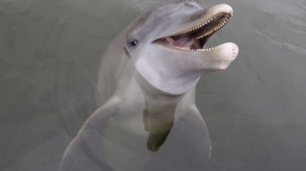 Delfines resuelven problemas como humanos, según estudio