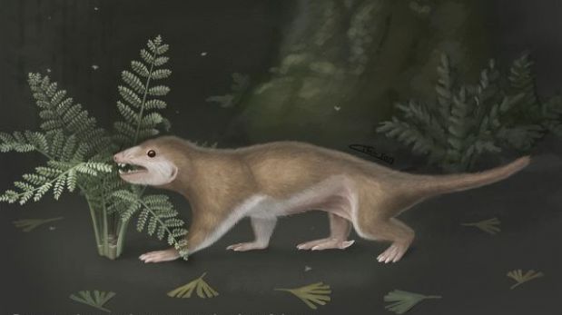 Hallan el fósil de un “proto-mamífero” venenoso de hace 165 millones de años