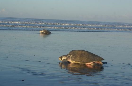 Investigan muerte de tortugas por algas tóxicas en el Pacífico