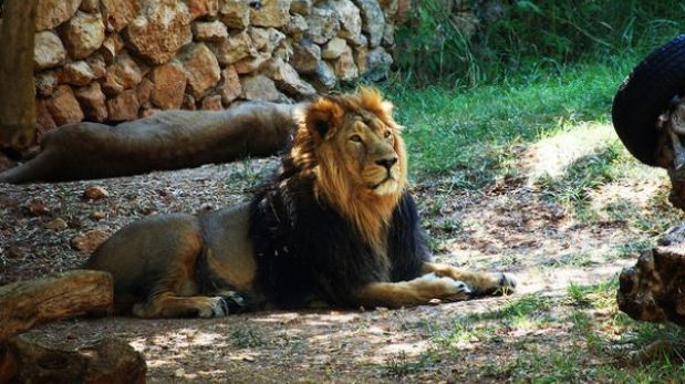 Los animales bíblicos se preservan en el zoológico de Jerusalén