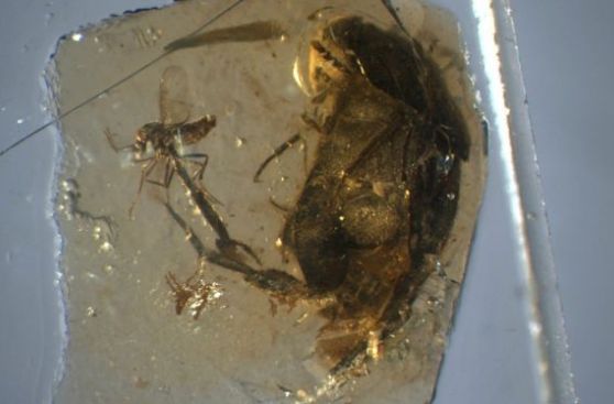 Hallan un escarabajo que pisaban los dinosaurios cuando España era una isla