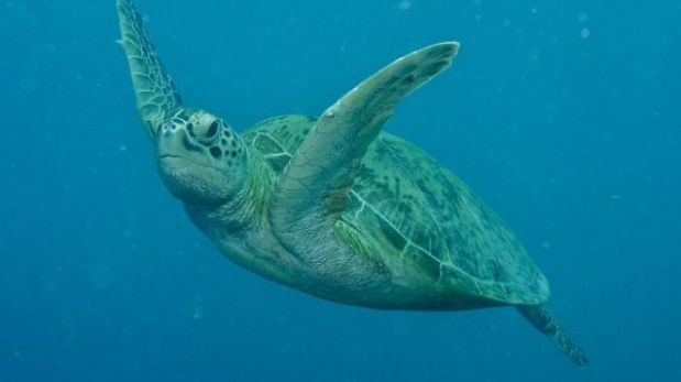 Costa Rica lamenta que mercado negro de tortugas siga vigente en el país