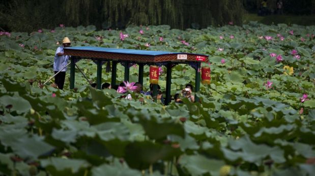 FOTOS: un paseo en medio de miles de plantas acuáticas en Beijing