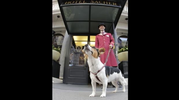 FOTOS: un hotel en Viena en el que tu mascota también tendrá una estadía de lujo