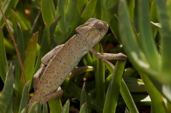 Nacen 33 crías de camaleón, una especie amenazada en España