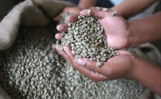 Plaga de roya amarilla ha afectado 108 mil hectáreas de cultivos de café en el país