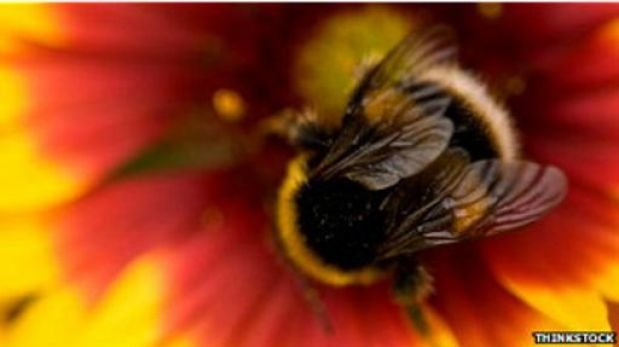 ¿Cómo se le pone un radar a una abeja?