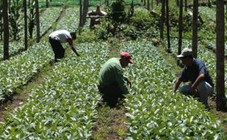 Ministro de Agricultura afirma que paro de cafetaleros es por intereses electorales