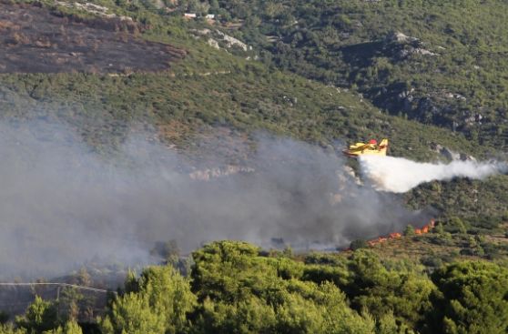 Los bosques de Europa están a punto de saturarse de carbono