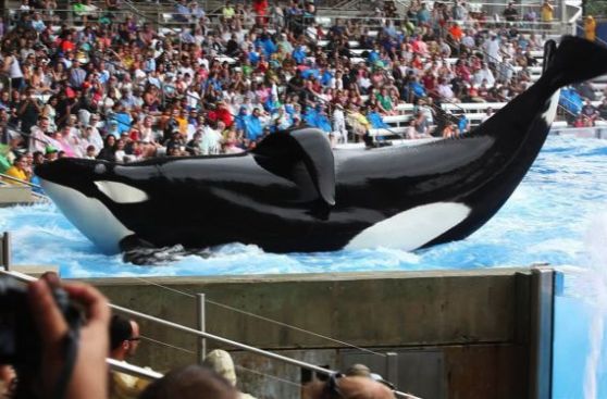 Documental sobre la orca asesina de SeaWorld reabre controversia por cautiverio de animales