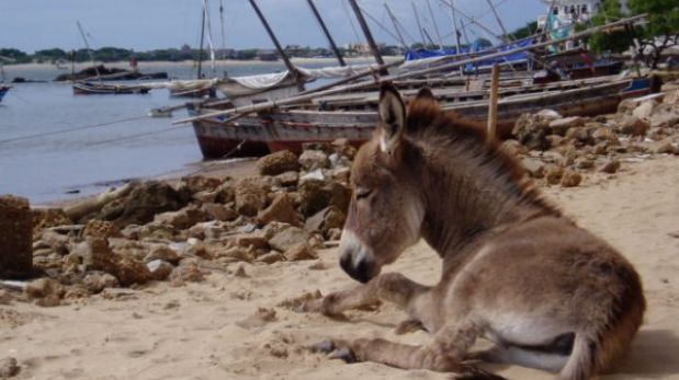 El caso de los burros que toman vacaciones en Kenia