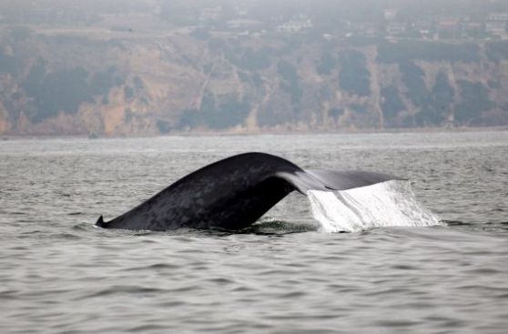 Ballenas "bronceadas" dan pistas sobre envejecimiento humano