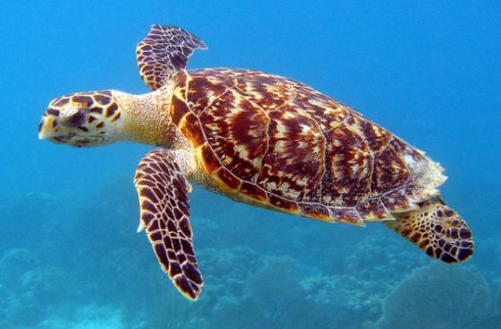 Miles de tortugas llegan para anidar en playas de Nicaragua