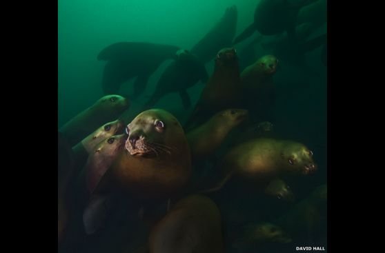 FOTOS: la belleza oculta bajo las gélidas aguas del Pacífico