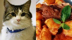 Platillos a base de gato: la polémica tradición cañetana que hoy está en el ojo de la tormenta