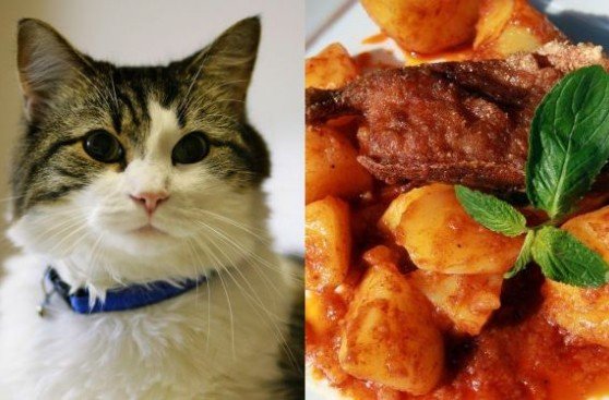 Platillos a base de gato: la polémica tradición cañetana que hoy está en el ojo de la tormenta