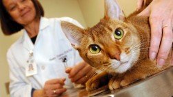 ¿Pueden los animales ser alérgicos a los humanos?