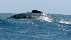 Piura: biólogos siguen en busca de ballena atrapada en red de pesca