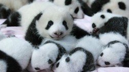 FOTOS: catorce osos panda nacidos por inseminación artificial son la gran atracción en China