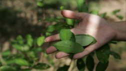 Perú redujo cultivos de coca pero aún supera a Colombia como máximo productor