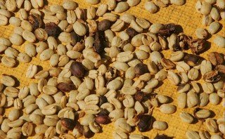 Exportaciones de café crecieron 12,66% en la última cosecha
