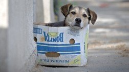 Rumania: tribunal autorizó el sacrificio de perros callejeros