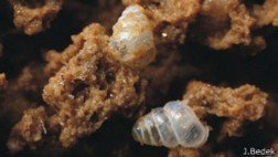 La sorprendente belleza del pequeño caracol traslúcido