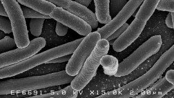 Una bacteria que causa problemas estomacales sirve para hacer gasolina