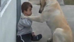 El video de un niño con síndrome de Down jugando con su perra sigue conmoviendo al mundo