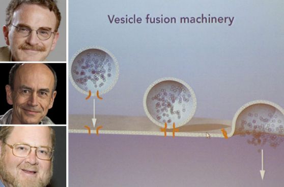 ¿Por qué estos tres científicos ganaron el premio Nobel de Medicina?