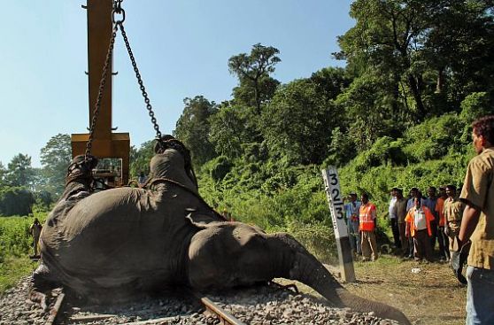 India: elefante murió atropellado por un tren y paralizó el tránsito por horas