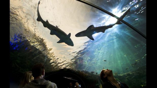 Gigantesco acuario que revela misterios de la vida en el agua abrió sus puertas en Canadá [FOTOS]