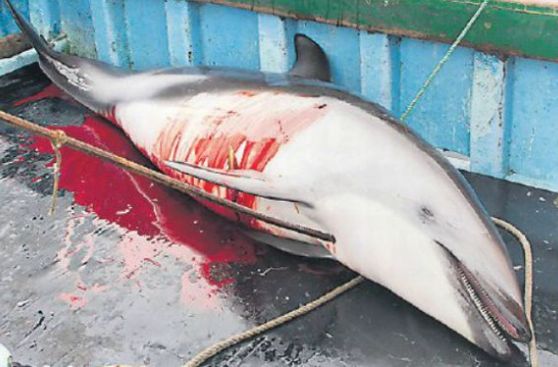 Matanza de delfines en Perú: cinco acciones para combatir la pesca ilegal