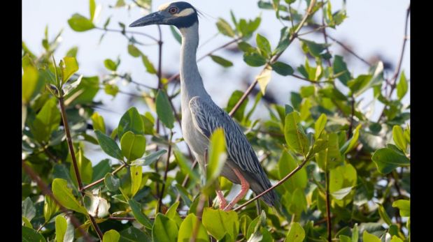 Conoce las aves que habitan en los manglares de Tumbes [FOTOS]