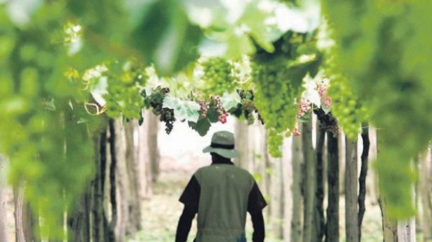 Ica: la ruta enológica en los viñedos del sur