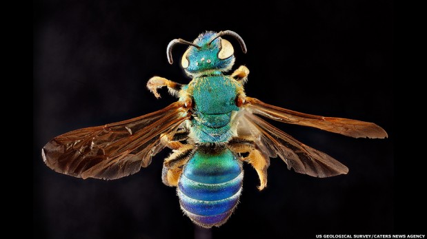 Las abejas en increíbles imágenes que nos revelan su fascinante mundo [FOTOS]