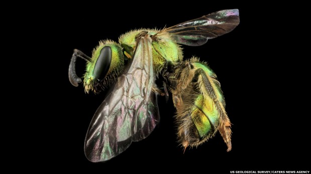 Las abejas en increíbles imágenes que nos revelan su fascinante mundo [FOTOS]
