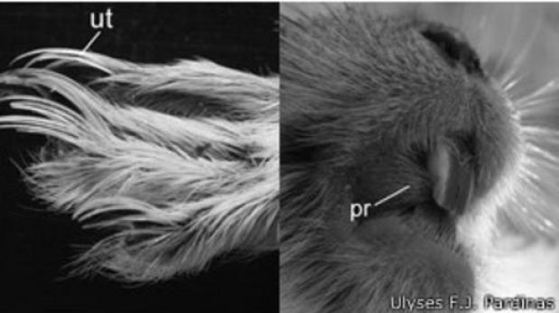 Conoce al T. kirchnerorum, nuevo roedor patagónico