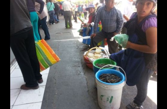 Arequipa: comerciantes venden camarones de río pese a veda