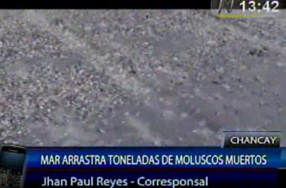 Miles de animales marinos vararon en las playas de Chancay
