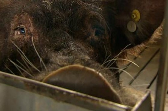 ¿Órganos humanos cultivados dentro de cerdos?