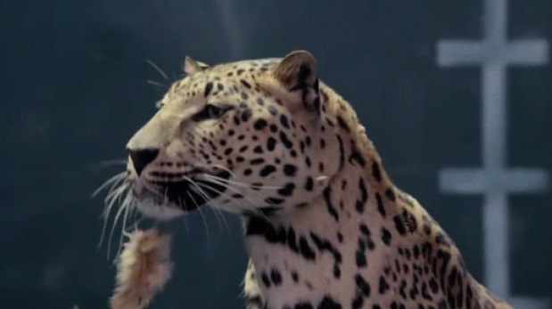 VIDEO: Jaguar responde al último comercial de Mercedes-Benz