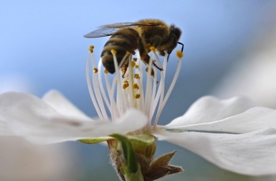 Pesticidas matan a las larvas de las abejas de la miel