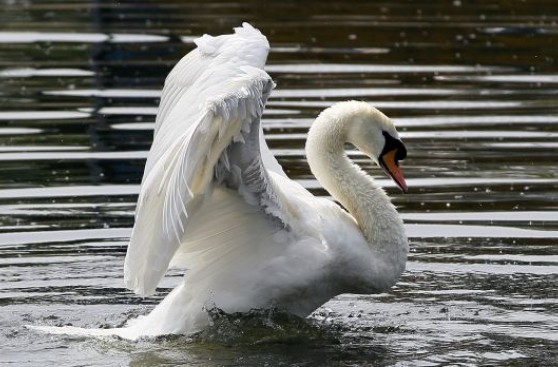 Nueva York en guerra contra los cisnes