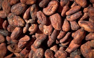 Exportación peruana de cacao crecería más de 8% este año